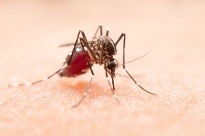 Misure di lotta alle zanzare per la tutela della salute pubblica
